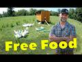 Thumbnail for Farm Animals that Work?  Chickens love to Sanitize and Fertilize Pastures!