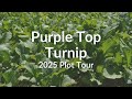 Thumbnail for Purple Top Turnip - 2025 Cover Crop Test Plot Tour
