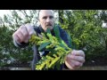 Thumbnail for ACACIA LONGIFOLIA - Nitrogen Fixing Trees