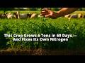 Thumbnail for This Crop Grows 6 Tons in 60 Days — And Fixes Its Own Nitrogen