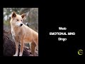 Thumbnail for Regenerative Farming- Literal Mind, Emotional Mind, Quantum Field, Dream...