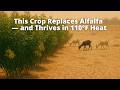 Thumbnail for This Crop Replaces Alfalfa — and Thrives in 110°F Heat