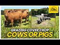 Thumbnail for Should I Graze Cows or Pigs on this Sorghum Sudangrass Cover Crop?