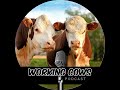 Thumbnail for How Tariffs and Supply Management are Impacting One Canadian Dairy Farmer (WCP 437)