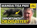 Thumbnail for Are Mangalitsa Pigs Right for Your Farm? Profitable or Not?