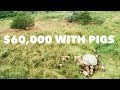 Thumbnail for How Polyface Makes $60,000/year on 20 Acres with Pigs