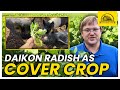 Thumbnail for Daikon Radishes Cover Crop Species Profile
