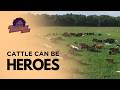 Thumbnail for Cattle Can Be Heroes, The Real Climate Warmer is Soil Erosion: The Peter...