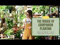 Thumbnail for Companion Planting: The Secret to Thriving Gardens