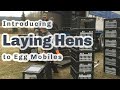 Thumbnail for 800 LAYING HENS ARRIVE! S4 ● E29