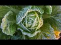 Thumbnail for Improving Your Soil Over Winter