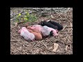 Thumbnail for We Won the Lottery with this Mama Pig