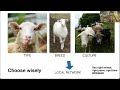 Thumbnail for Rotational Grazing 101 Webinar with FACT