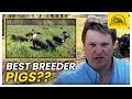 Thumbnail for What Qualities Do We Look for in Breeder Pigs