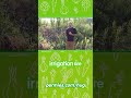 Thumbnail for hugelkultur - the ultimate raised garden beds, gardening without irrigation
