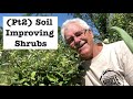 Thumbnail for THESE 8 SHRUBS Fertilize Your Soil (Part 2) Nitrogen Fixing Shrubs