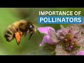 Thumbnail for Bees & Biodiversity: The Importance of Pollinators