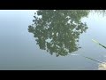 Thumbnail for Greg has monster bass spawning in cattle pond!