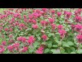 Thumbnail for Monarda Bee Balm