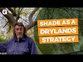 Thumbnail for Shade as a Drylands Strategy
