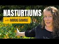 Thumbnail for How to Grow, Propagate, and Use Nasturtiums