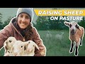 Thumbnail for How to Raise Sheep - [Regenerative Agriculture]